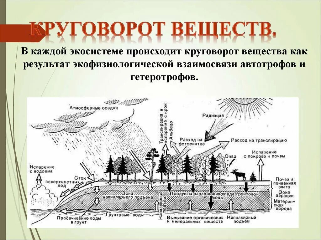 Вещество особенности круговорота. Круговорот веществ в природе. Круговорот веществ в экосистеме. Круговорот в экосистеме. Схема круговорота веществ.