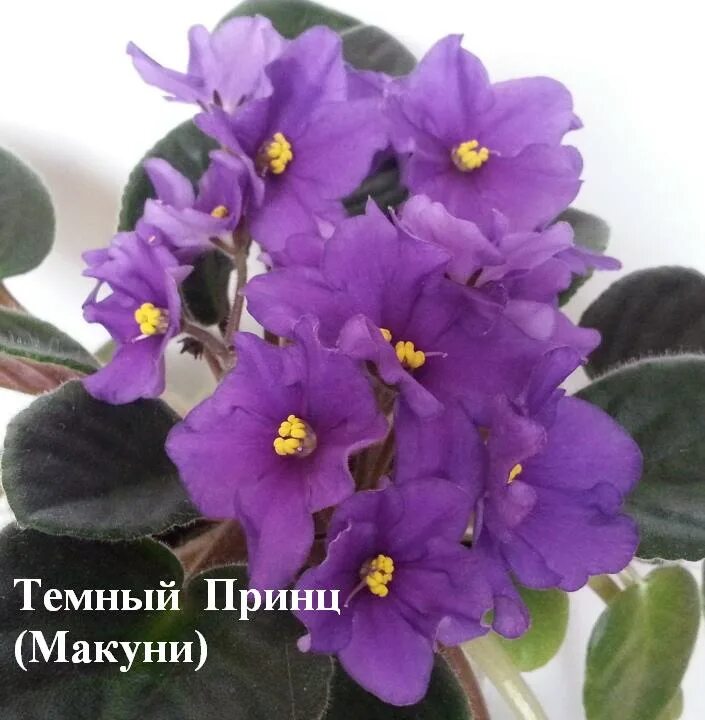 Сенполия черный принц. Принц для фиалки. Принц для фиалки. Jolly magic фиалка. Фиалка 761-51.