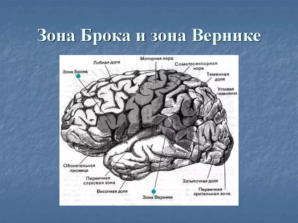 В какой зоне расположена слуховая зона. Мозг зоны Брока и Вернике. Речевые центры Брока и Вернике. Центры Брока и Вернике в головном мозге.