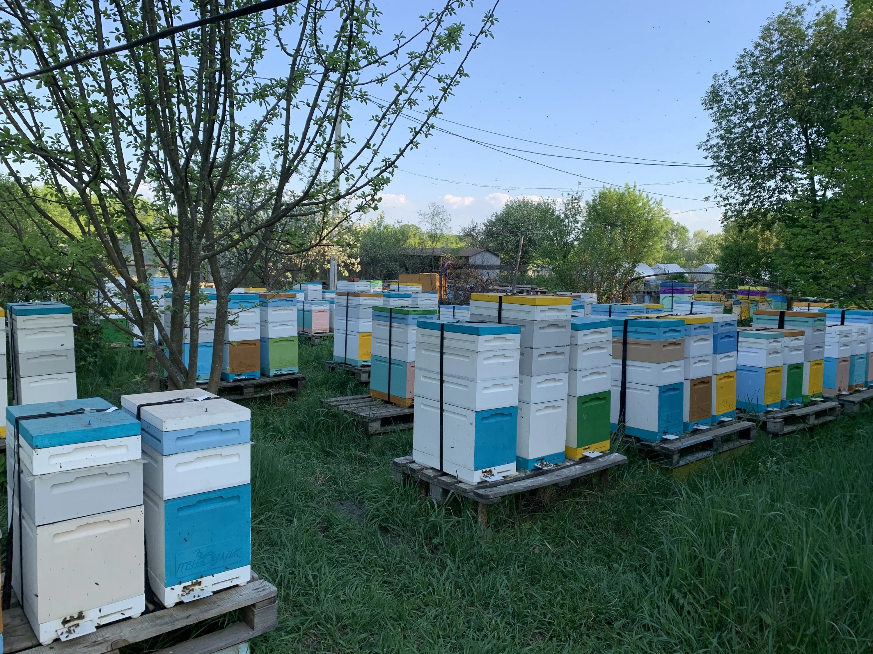 Охрана кочевой пасеки. Пасека кудаяровых башкирия. Пчелам жарко. Пасека дмитриевых. Пасека улья нижегородец.