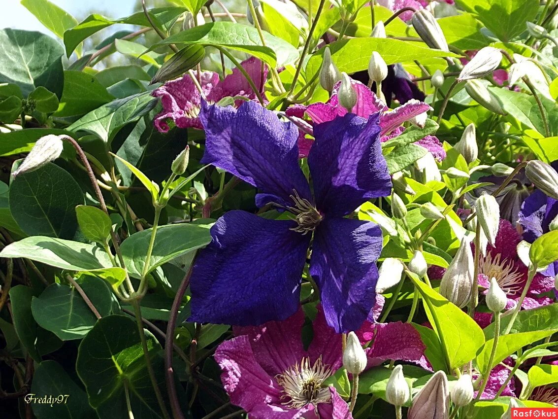 Клематис алиса фиск. Клематис элис фиск. Клематис akaishi акаиши. Клематис элис фиск. Клематис алиса.