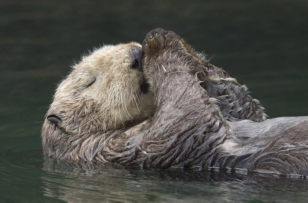 как спят выдры. выдра спит. как спят выдры. как спят выдры. как спят выдры.