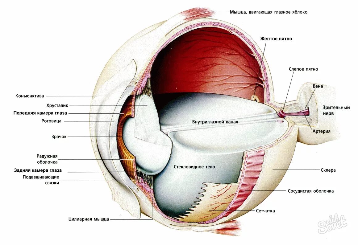 Зрительный анализатор строение органа зрения. Зрительный анализатор анатомия глаза. Зрительный анализатор строение глаза. Анализаторы человека строение глаза. Глазное яблоко и зрительный анализатор анатомия.
