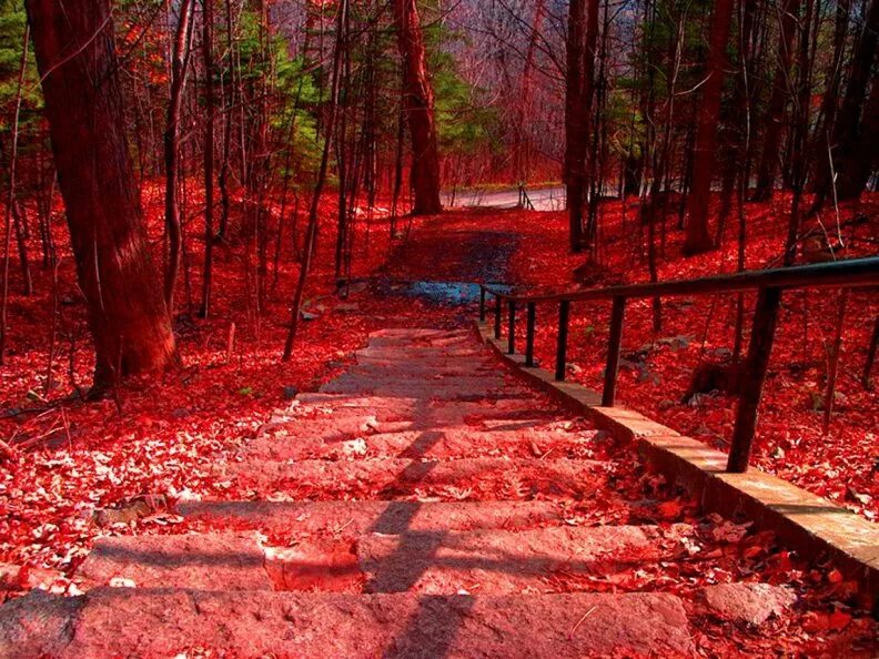 Красный лес участок. Красный лес Калининградская область. Красная роща. Осень в Канаде. Красные леса Канады.