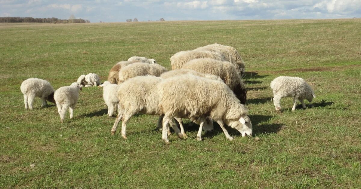 Авито породы овец. Прекос порода овец. Буубэй порода овец. Эдильбаевская порода овец. Курдючные породы овец.