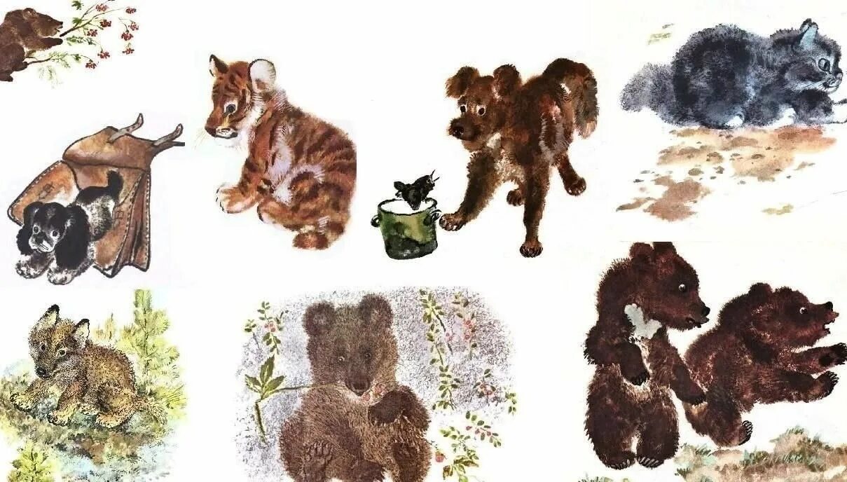 Иллюстрации к книгам е.и Чарушин рассказы о животных.