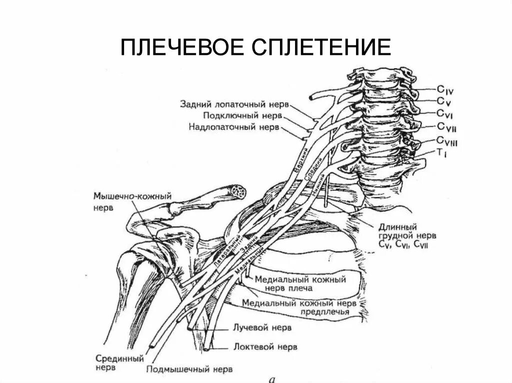 Нерв ключицы. Плексит плечевого сплетения. Plexus brachialis анатомия. Нервы плечевого сплетения анатомия. Ветви плечевого сплетения анатомия.