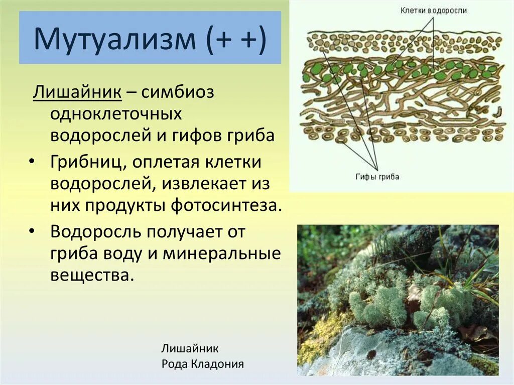 Водоросль и гриб лишайник взаимоотношение. Лишайник-кладония симбиоз. Симбиоз гриба и водоросли в лишайнике. Лишайники симбиотические организмы. Лишайник это симбиоз.