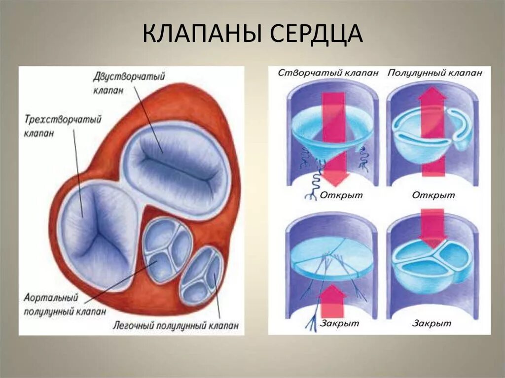 Какую функцию выполняют створчатые клапаны. Митральный клапан трехстворчатый клапан. Трёхстворчатый клапан строние. Створки трехстворчатого клапана анатомия. Строение трехстворчатого клапана.