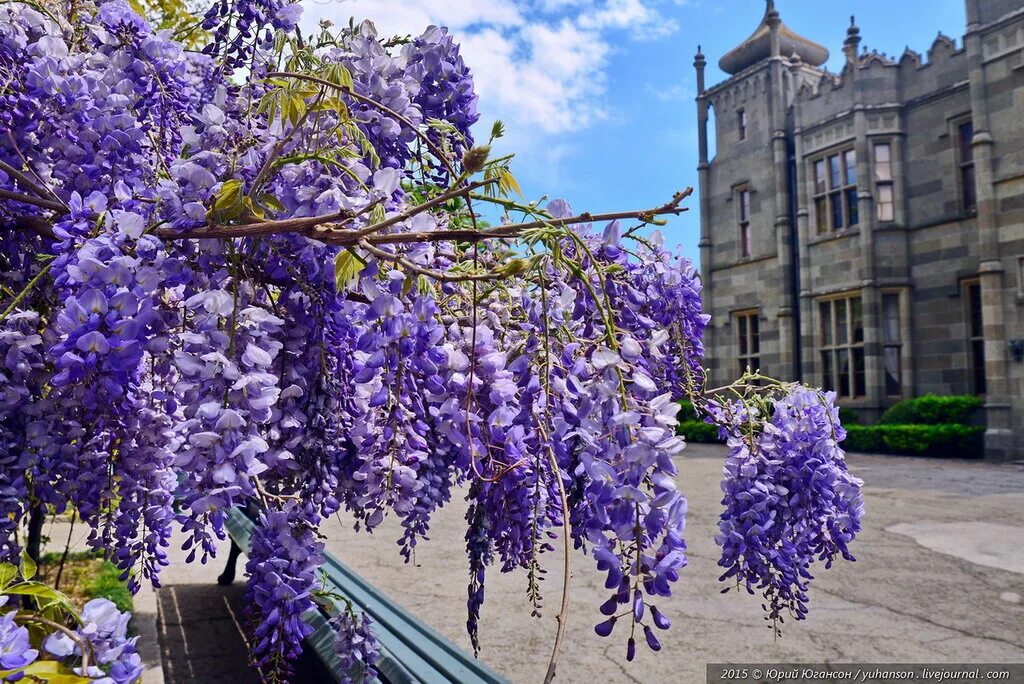 глициния в крыму. цветение глицинии в крыму. глициния ялта воронцовский дворец. глициния в крыму. глициния сочи дендрарий.