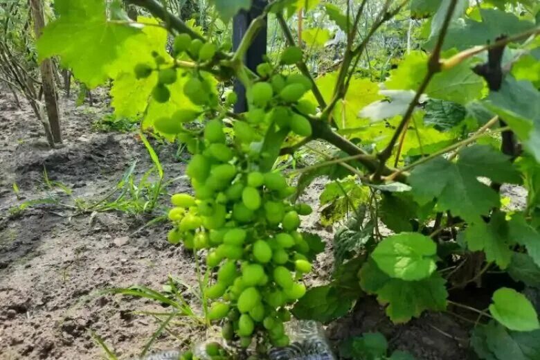 Грядка под виноград. Хорошие соседи для винограда. Хризантема рядом с виноградом. Грядка для винограда. Хорошие соседи винограда.