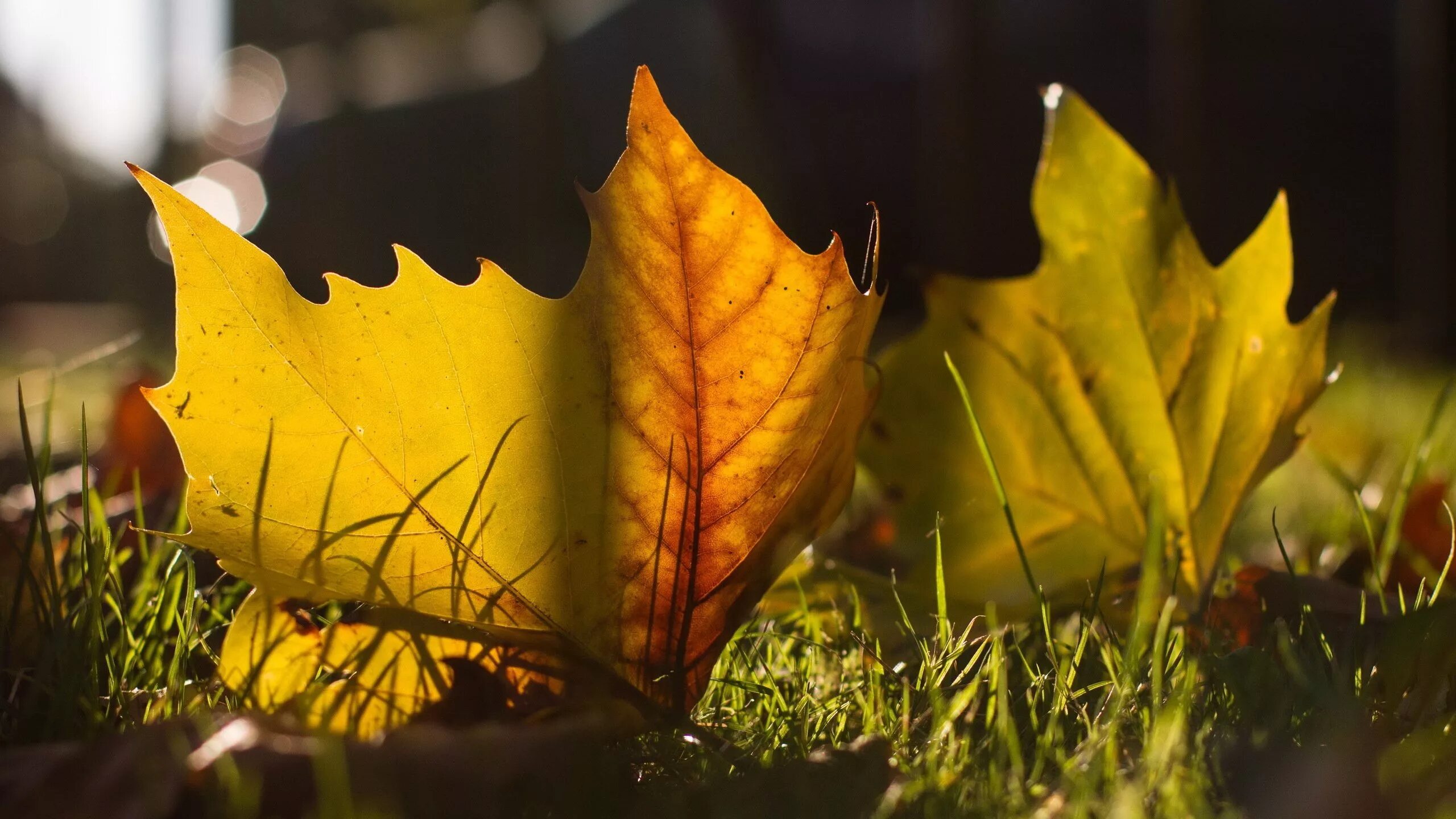 песни желтый осенний лист. листья осенью. желтая осень. осень желтые листья. желтый лист.