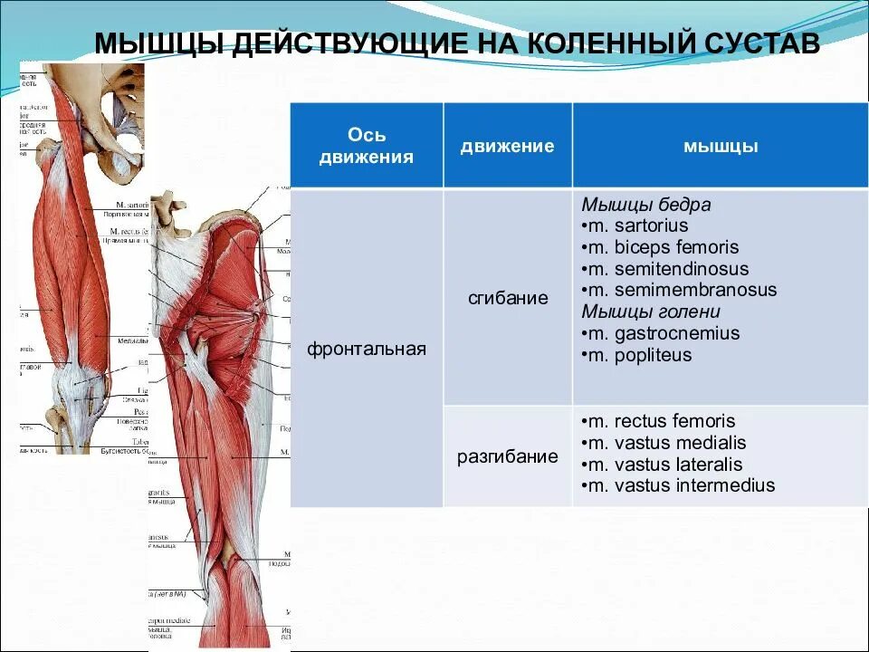 Мышцы приводящие в движение. Мышцы сгибатели коленного сустава. Мышцы разгибающие коленный сустав. Мышцы действующие на коленный сустав. Мышцы обеспечивающие движение в коленном суставе.