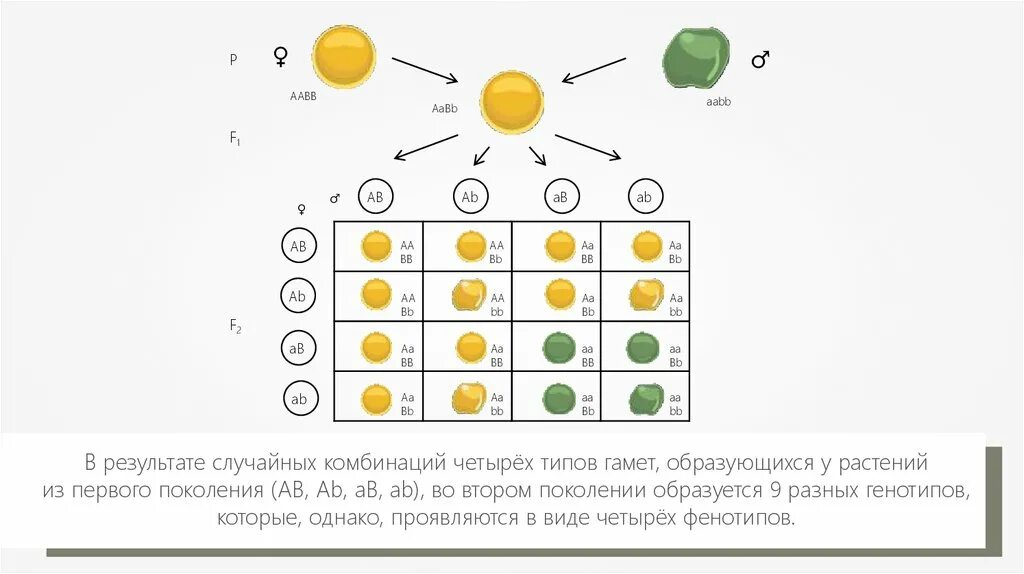 3 Закон Менделя дигибридное скрещивание. Закон независимого наследования признаков Менделя. 3 Закон Менделя закон независимого наследования. 3 Закон Менделя закон независимого комбинирования.