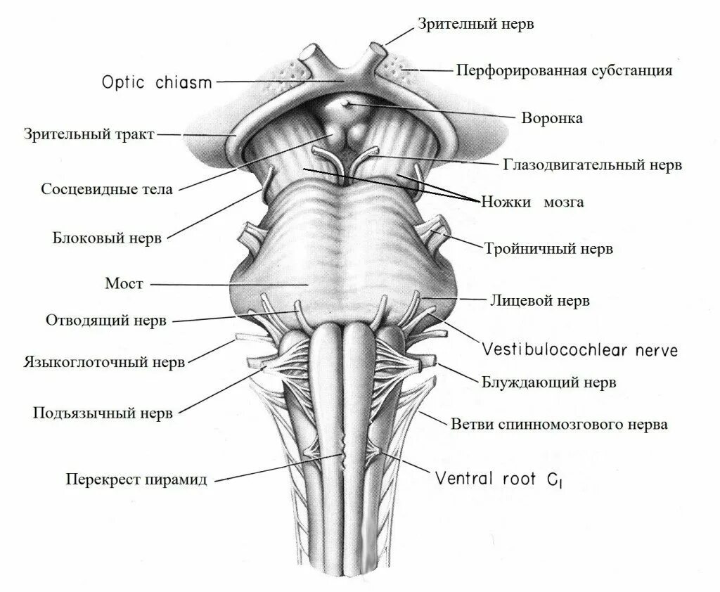 Ствол мозга образуют. Вентральная поверхность ствола мозга анатомия. Ядро оливы продолговатого мозга. Вентральная поверхность продолговатого мозга анатомия. Ствол мозга схема вид спереди.