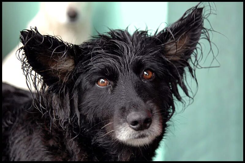Барбос собака порода. Барбос порода собак. Фото Барбоса собаки. Пес Барбос порода. Фотография пёса Барбоса.