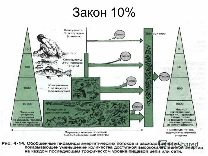 Закон 10.06. Экологические пирамиды правило Линдемана. Правило 10 Линдемана. Закон пирамиды энергии. Закон пирамиды энергий (закон Линдемана.