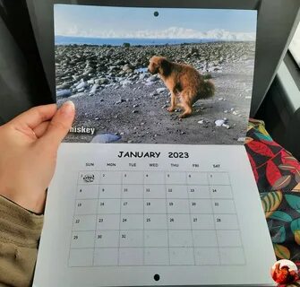 Год собаки 2023