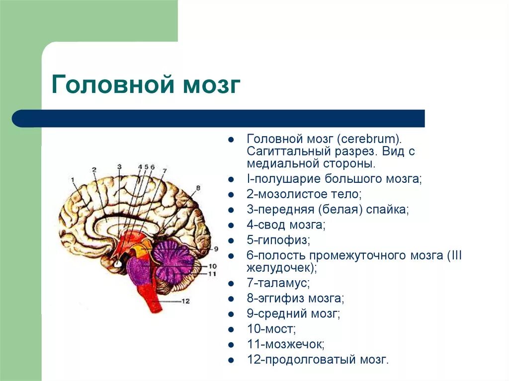 Вопросы по головному мозгу. Промежуточный мозг Сагиттальный разрез головного мозга. Структуры сагиттального разреза головного мозга. Схема сагиттального разреза головного мозга. Сагиттальный разрез мозга отделы.