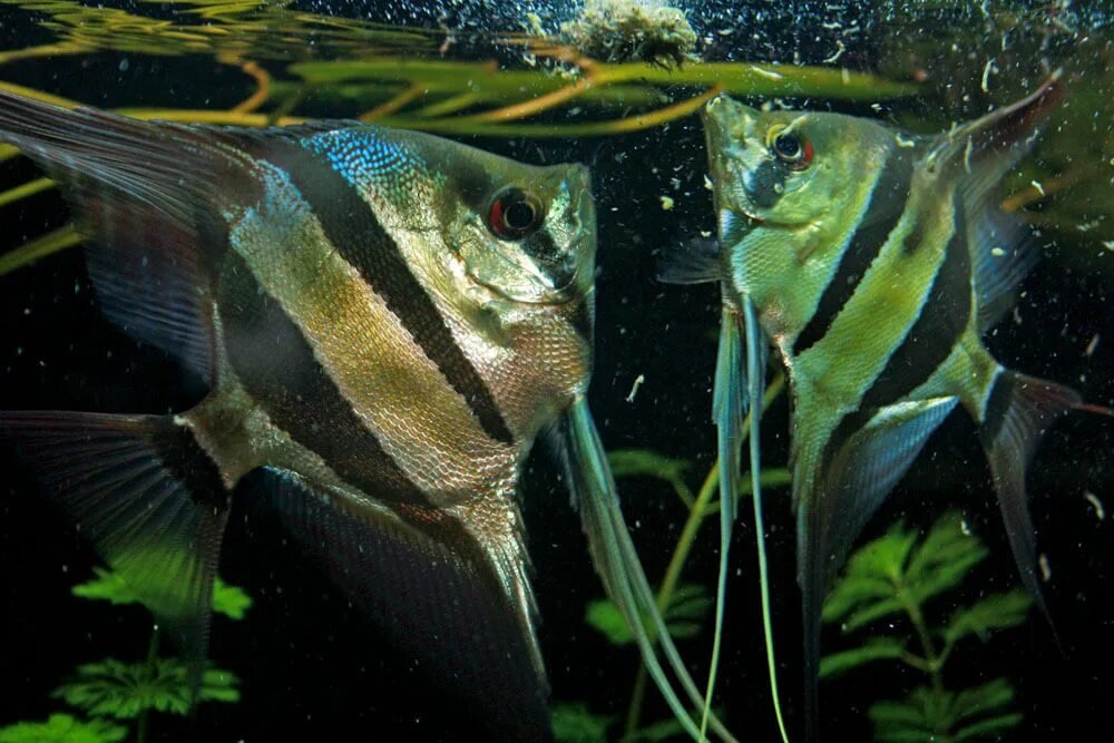 Съели скалярию