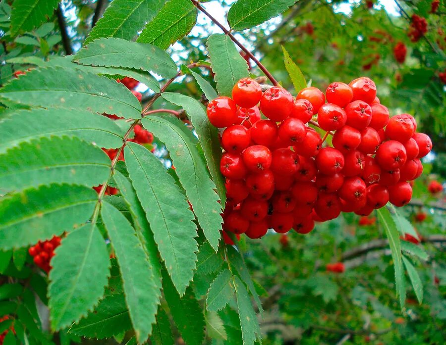 Рябина обыкновенная Sorbus aucuparia. Рябина обыкновенная (Sorbus aucuparia l.). Рябина обыкновенная "Вефед". Рябина обыкновенная Мультиштамб. Ярко красная рябина