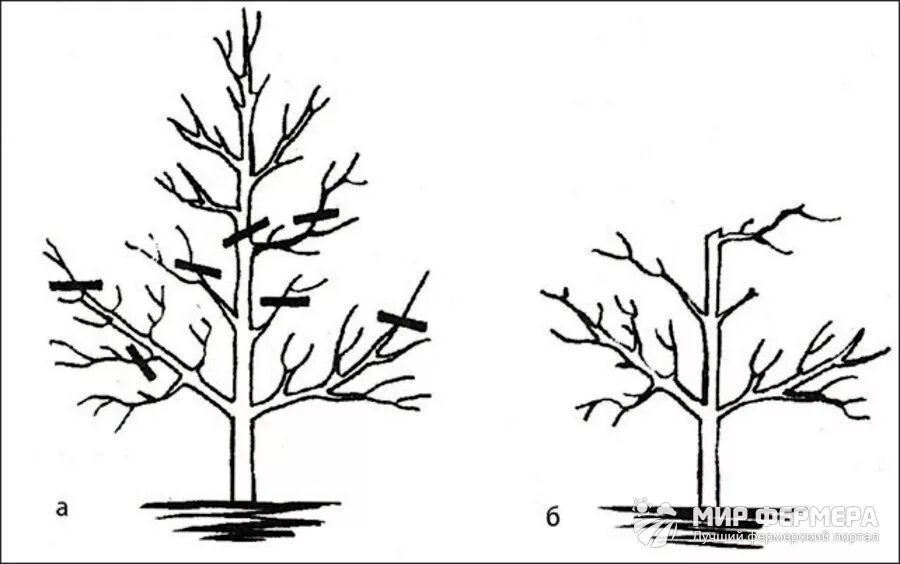 Когда весной делать обрезку плодовых. Подрезка яблонь весной схема. Схема обрезки яблони весной. Обрезка яблонь осенью схема. Пирамидальная крона яблони.