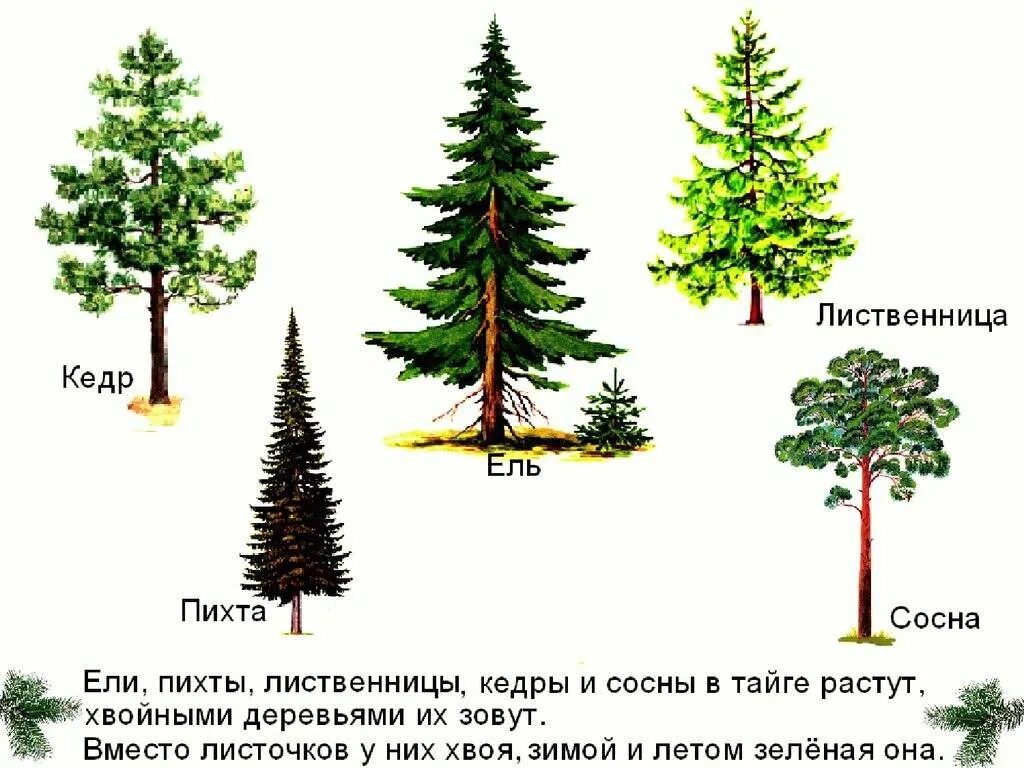 Хвойные для детей. Пихта сосна ель лиственница разница. Сосна пихта ель лиственница отличия. Ель пихта сосна кедр лиственница. Ель сосна пихта лиственница.