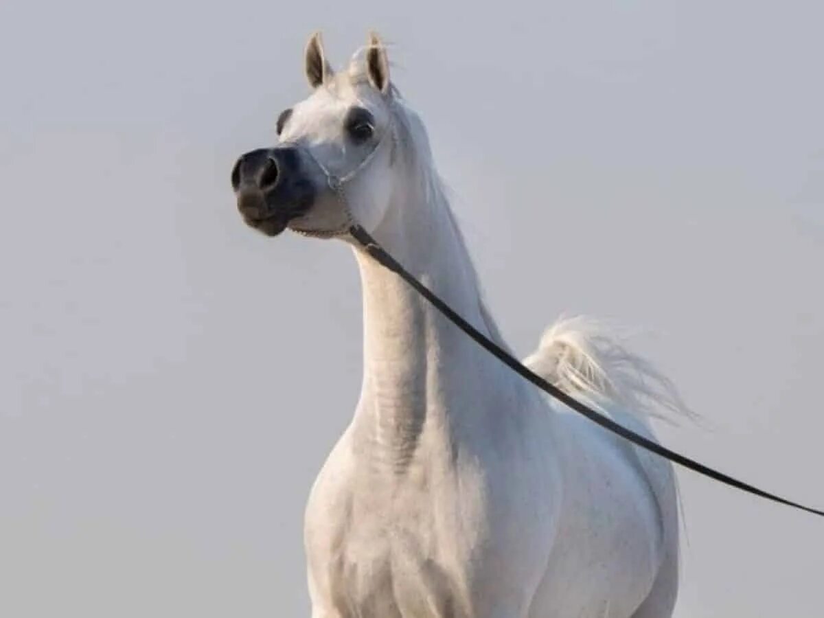 Лошади в Дубае. Кони в Дубае. Дубайский скакун. Золотая лошадь.