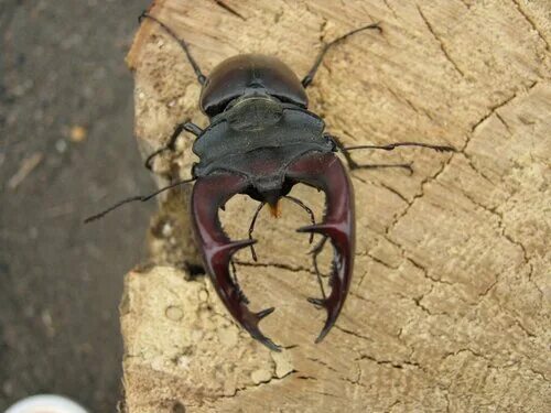 Жук рогач. Жук олень рогач. Жук-олень (lucanus cervus). Жук рогач. Челюсть жука оленя.