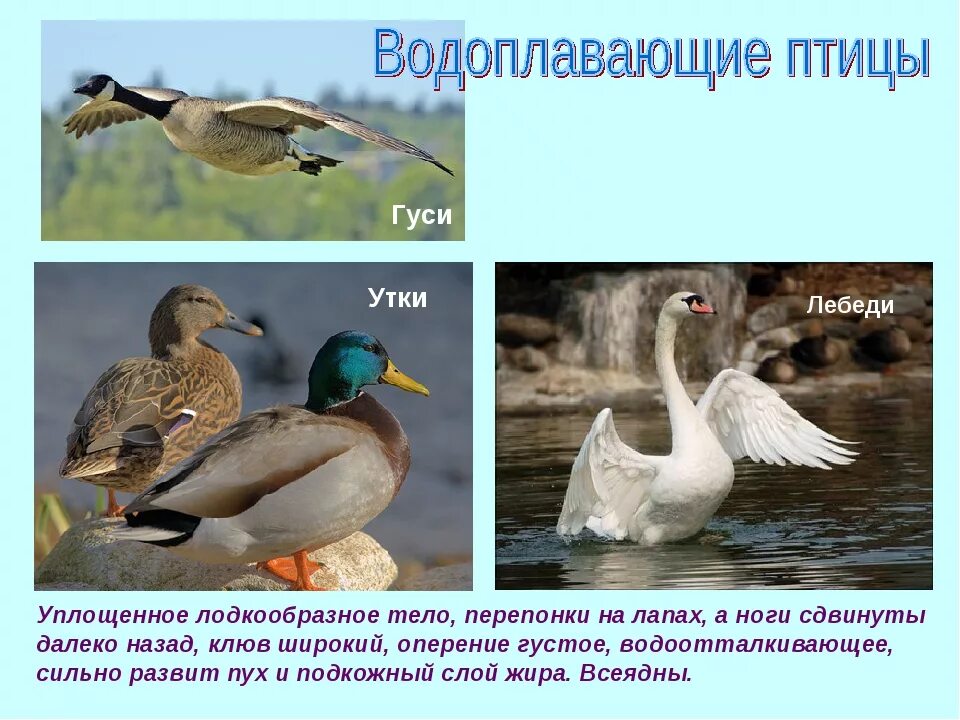 Водоплавающие птицы. Водоплавающие птицы строение. Водоплавающие перелетные птицы. Водоплавающие перелетные птицы для дошкольников.