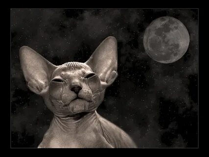 Кот инопланетянин