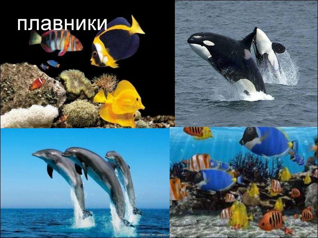 царства в биологии. морская корова описание. интересные живые организмы. 4 царства живых организмов. зоопланктоны ракообразные.