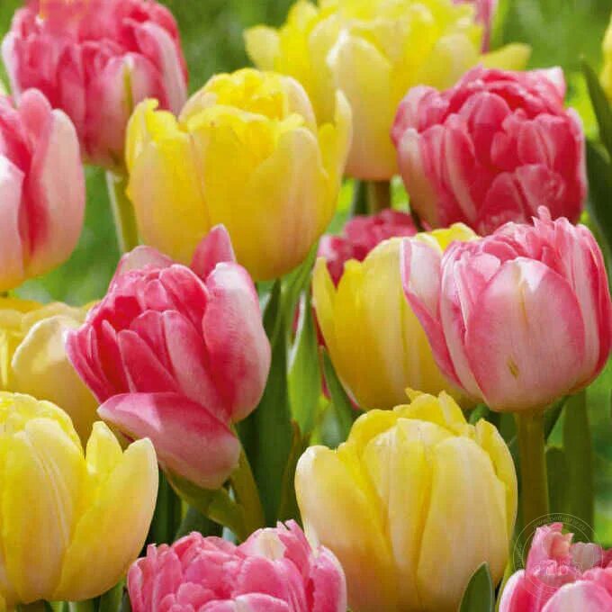 Тюльпан Фокстрот Микс (Tulipa Foxtrot Mix) купить луковицы в Москве по низкой це