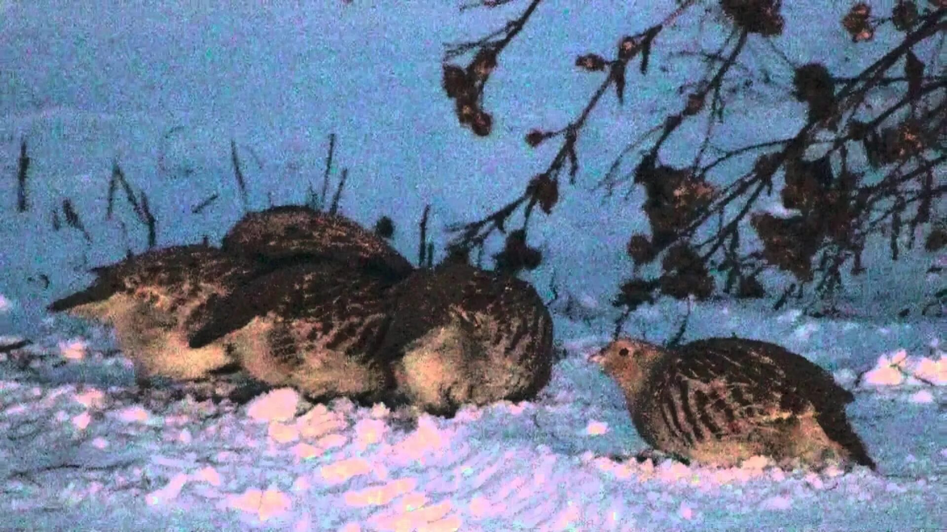 Ловушка для куропаток