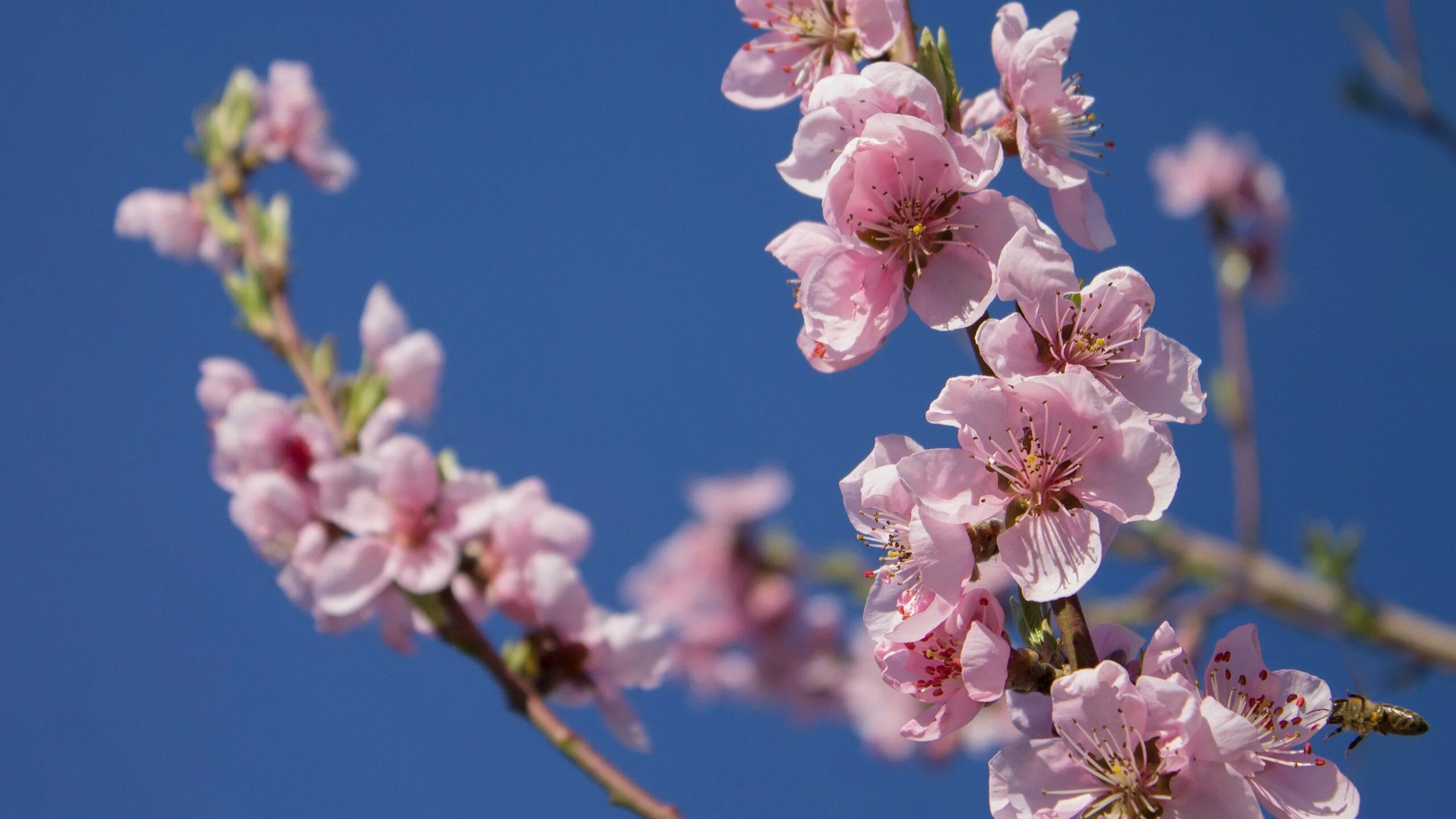 Peach blossom 4 карон. Цветение Сакуры обои на рабочий стол. Apricot Blossom. Сакура дерево Сочи.