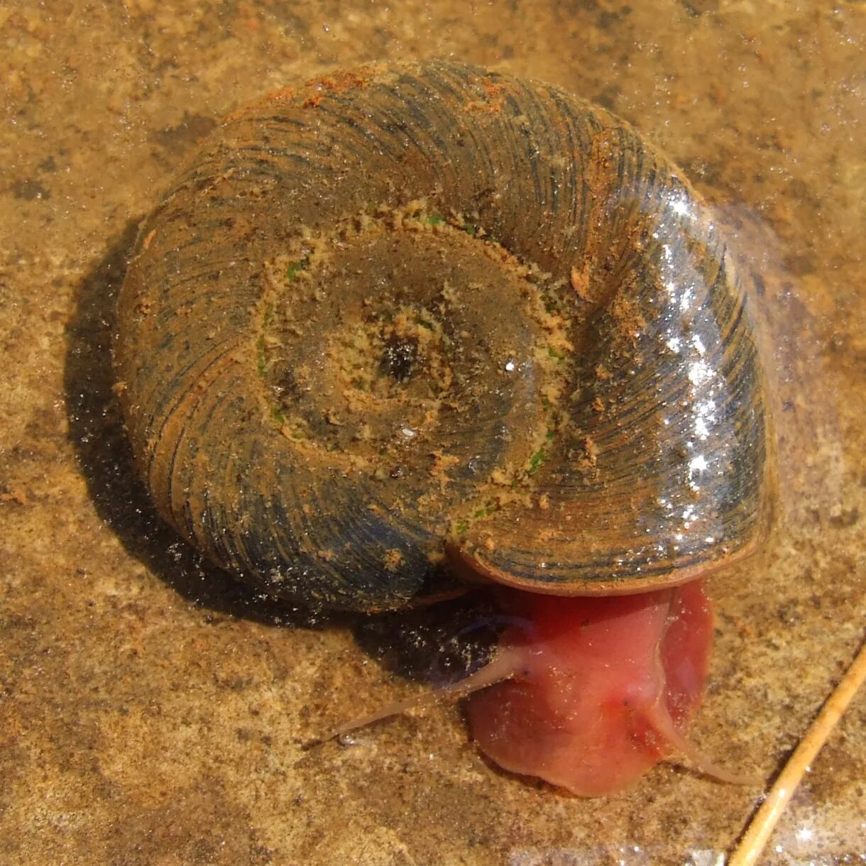 Planorbarius corneus. Ramshorn Snail улитка катушка. Роговая катушка моллюск. Улитка катушка Роговая.