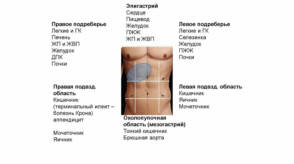 Появление боли в левом подреберье объясняется. Область эпигастрии у человека. Болит желудок в левом подреберье. Область левого подреберья. Ноющая боль в левом подреберье.