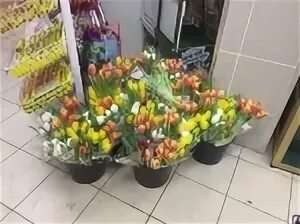 Тюльпаны в магазине магнит. Магнит цветы тюльпаны. Букет тюльпанов магнит.