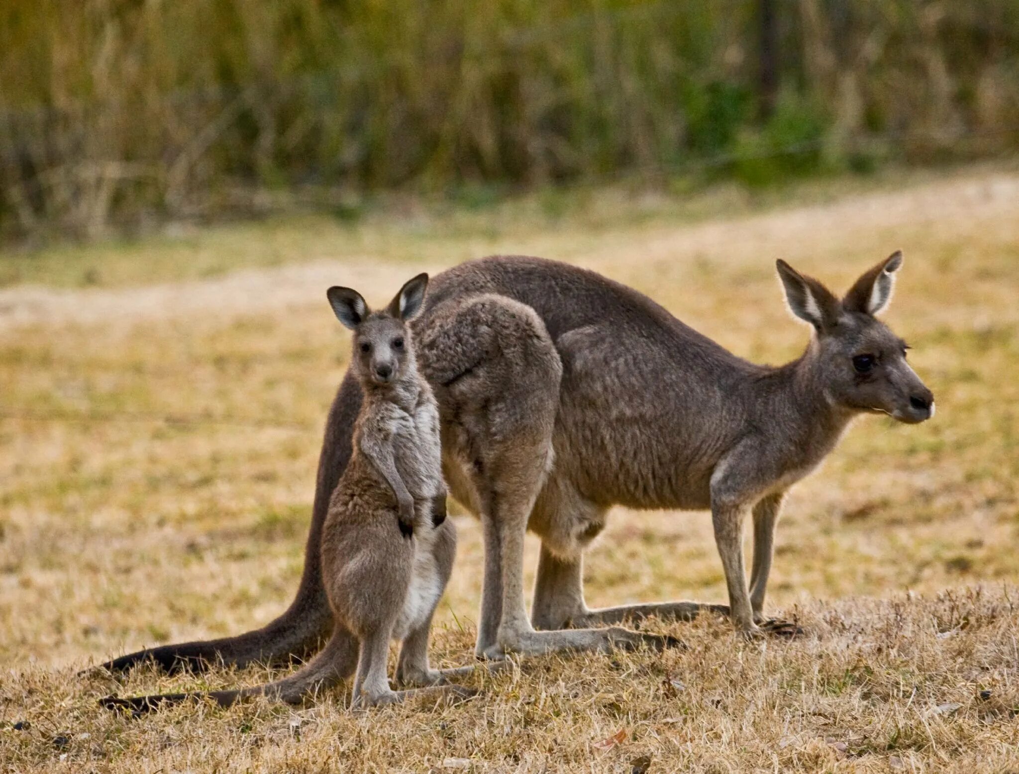 Кенгуру в Австралии. Кенгуру с детенышем Австралии. Австралийская Саванна с кенгуру. Кенгурята в Австралии.