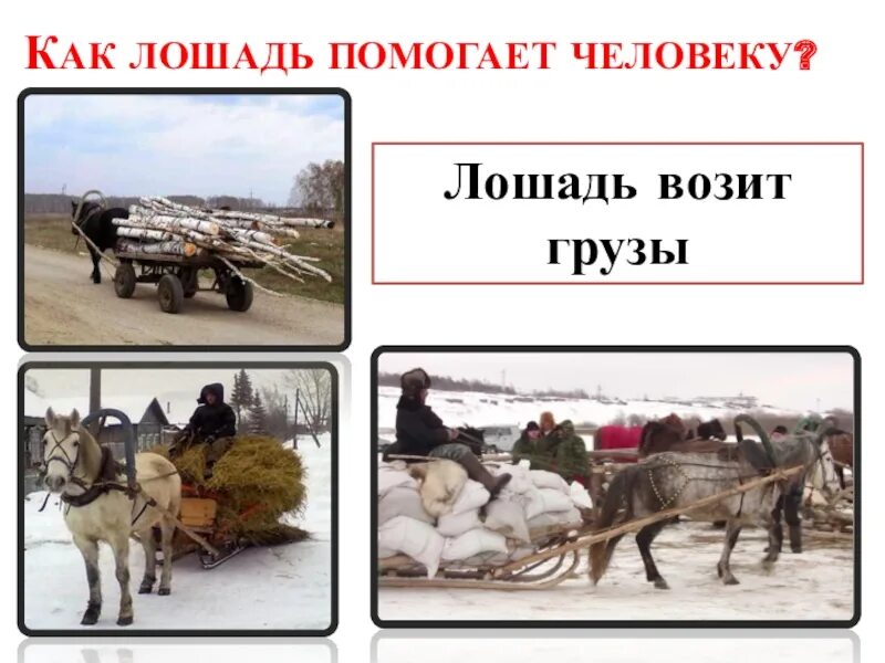 Как животные помогают человеку. Как лошадь помогает человеку. лошадь помогает человеку. как домашние животные помогают человеку. как лошадь помогает человеку картинки.