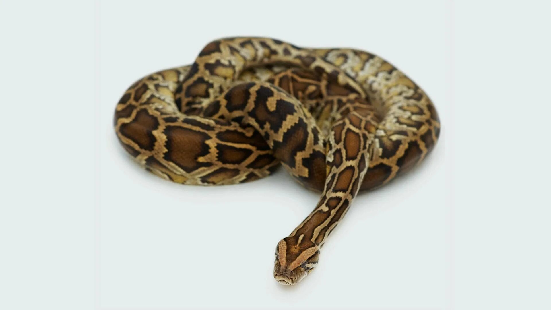 Heading python