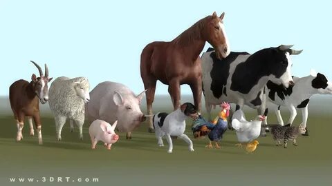 Animal 1 d