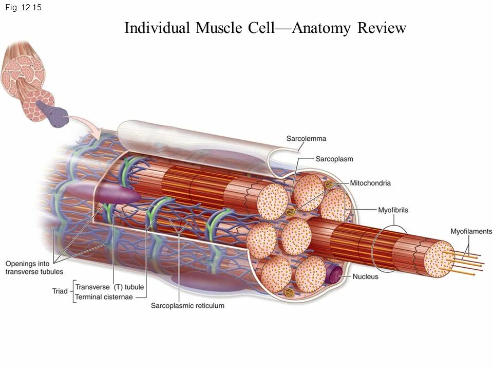 Строение мышечного волокна картинки. Скелетное мышечное волокно строение. Строение мышечного волокна саркоплазма. Миофибрилла скелетного мышечного волокна. Мембрана мышечного волокна