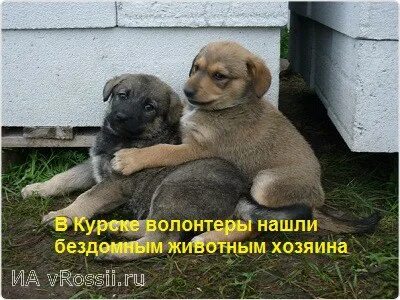 Нашел бездомное животное