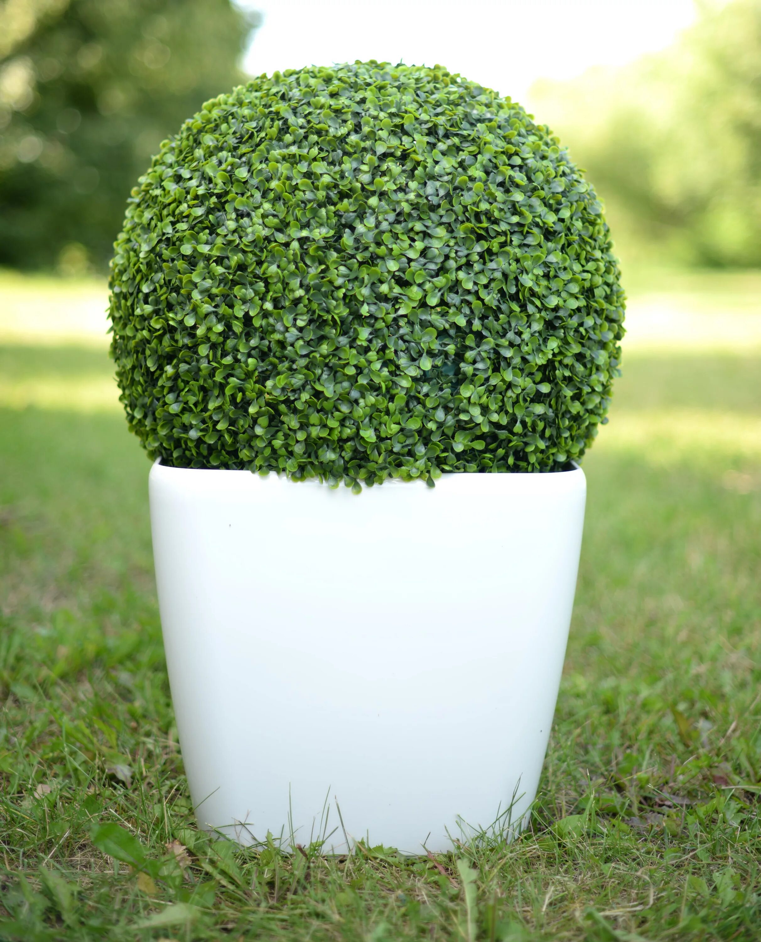 Самшит Буксус. Buxus sempervirens самшит. Самшит Буксус вечнозеленый. Самшит вечнозеленый хэндсвортиензис.