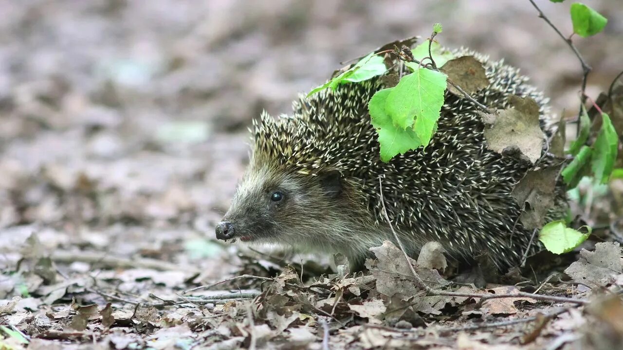 Обыкновенный ёж. Erinaceus europaeus — обыкновенный ёж. Обыкновенный ёж Лосиный остров. Саша ежиков