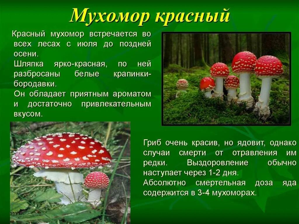 Сообщение опасные грибы 2 класс окружающий мир. Сообщение о мухоморе 3 класс окружающий мир. доклад про грибы 3 класс окружающий мир мухомор. сообщение о грибе мухомор 2 класс. мухомор красный доклад.