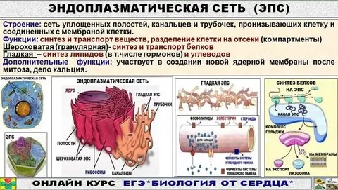 Строение эпс 9 класс биология