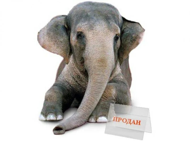 Слоник цена. Продам слона. Продай слона. Реклама продажи слона. Купи слона слона.