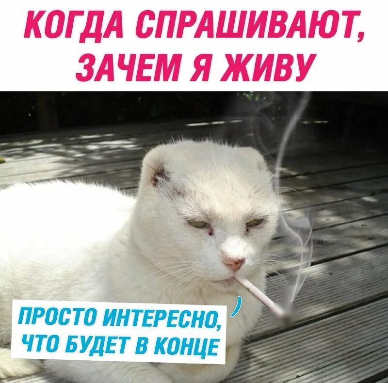 Просто интересно спросить. Просто интересно спросить. Человек с вопросом. Интересно что будет в конце мем. Вопросы для лучшей подруги.
